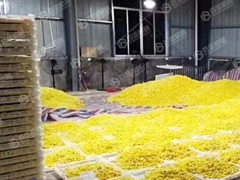 金絲皇菊烘干機